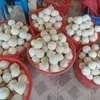Dừa Xanh