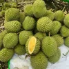 TỔNG KHO HOA QUẢ AN FRUITS- NHÓM 1