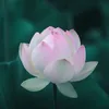 Nhạc Thiền Tĩnh Tâm Mỗi Ngày