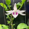 Love and Passion for Orchids ♥🔝