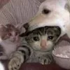 蓝涣♡江澄